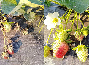 【案例】草莓常见疾病及预防措施！